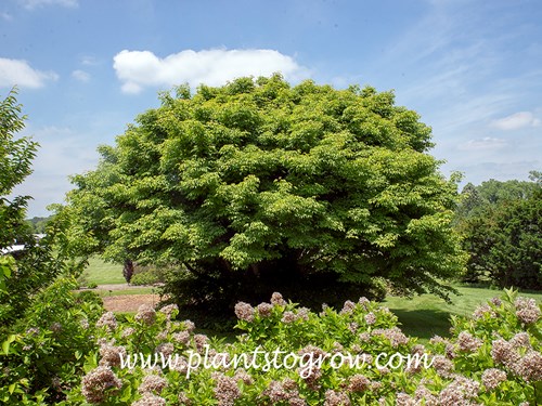 Ivy Leaved Maple (Acer cissifolium)